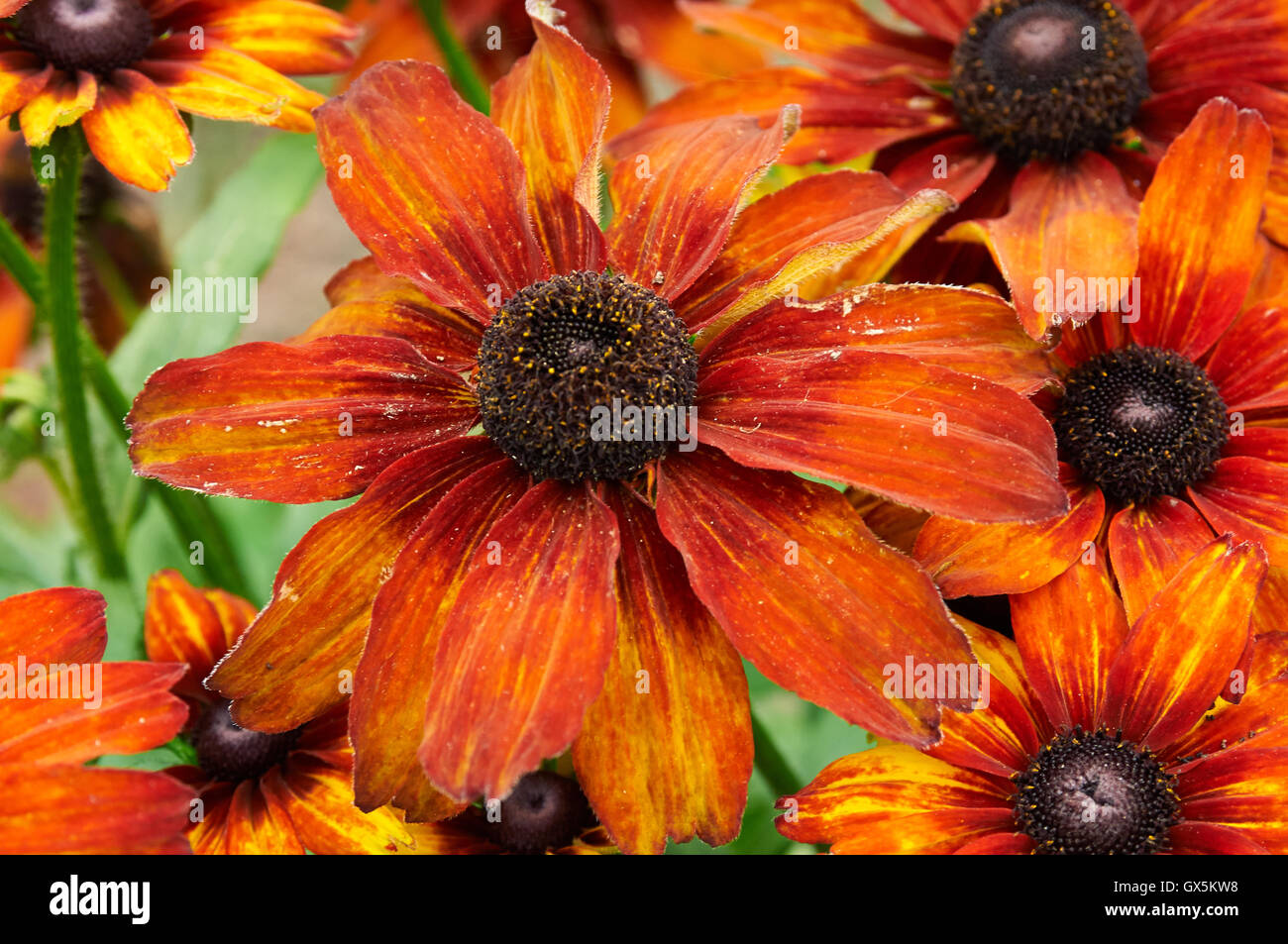 Natur in Großbritannien Stockfoto