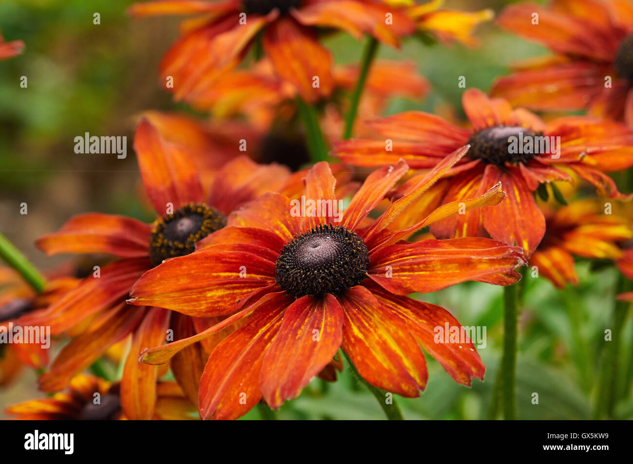 Natur in Großbritannien Stockfoto