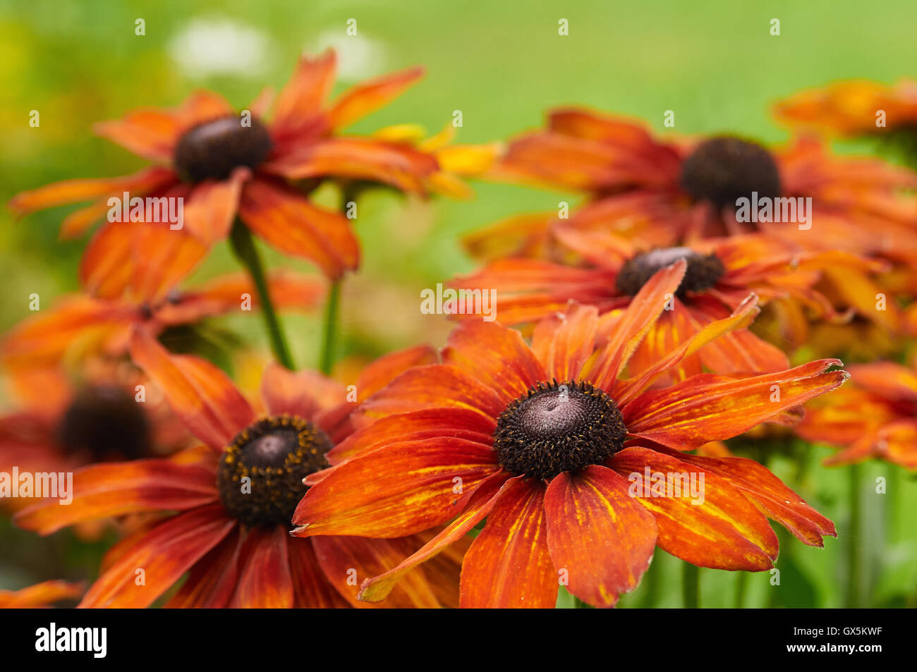 Natur in Großbritannien Stockfoto