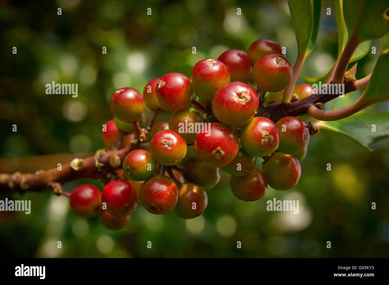 Pflanzen und Blumen, Karibik Asien Stockfoto