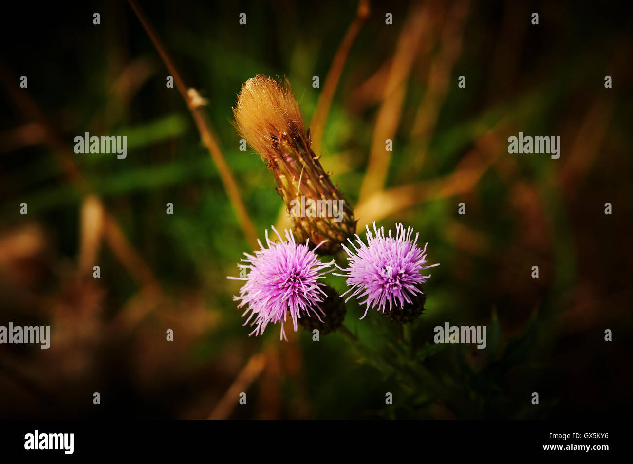 Pflanzen und Blumen, Karibik Asien Stockfoto