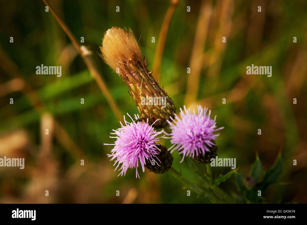 Pflanzen und Blumen, Karibik Asien Stockfoto