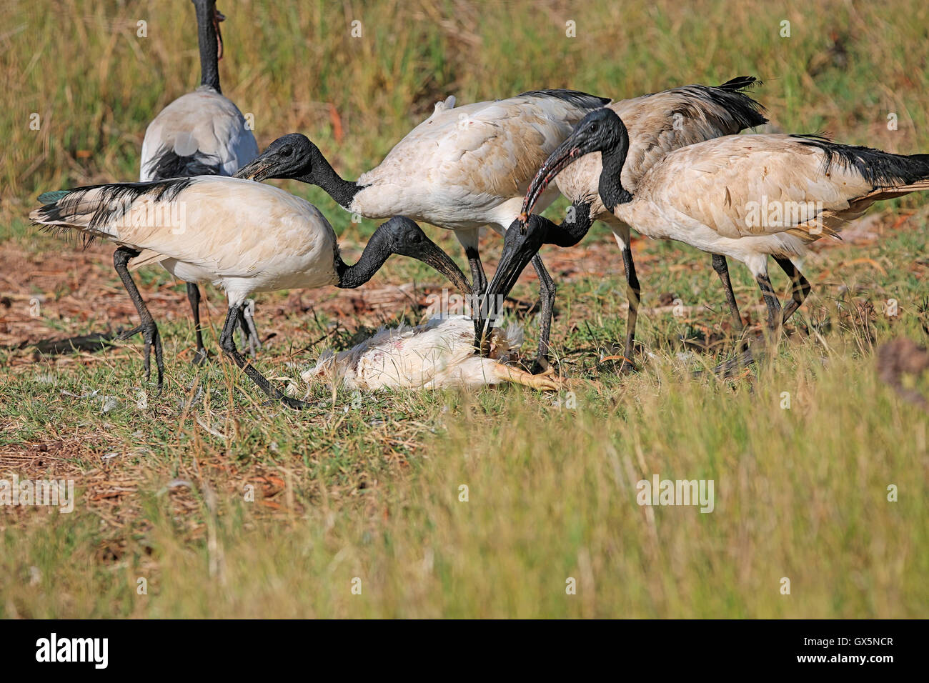 Kolonie von afrikanischen Heiligen Ibisses (Threskiornis Aethiopicus) essen Huhn im Drakenstein Löwenpark, Paarl, Westkap, Afrika Stockfoto