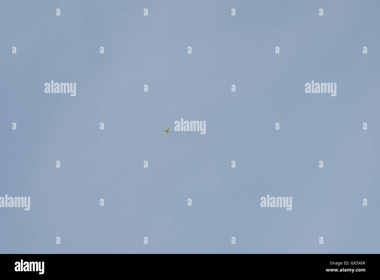 Kanadagänse fliegen in einen blauen Himmel. Stockfoto