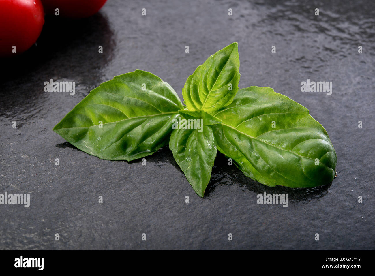 Basilikum auf schwarzem Schiefer Grundzutat für Itaiian Küche Stockfoto