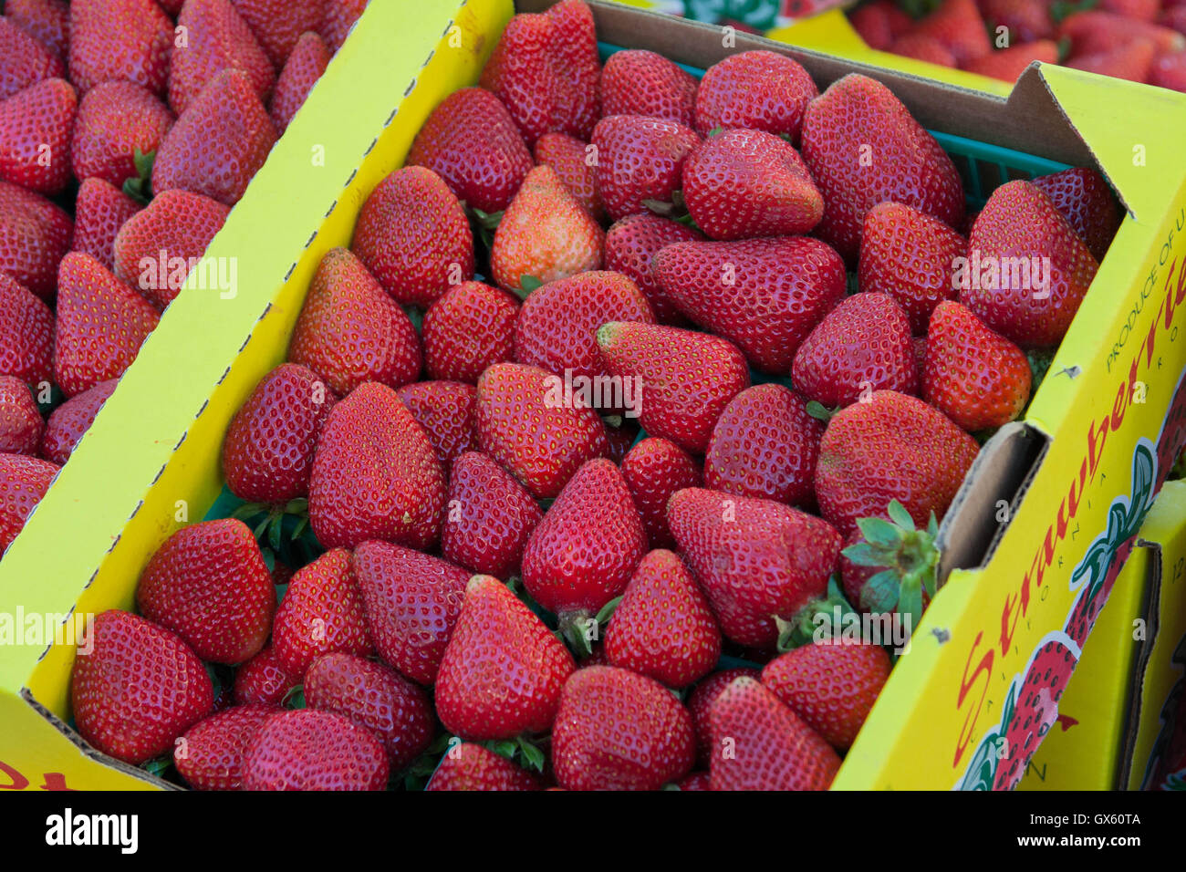 Frische Erdbeeren zu verkaufen im Zentrum von Monterey, Kalifornien Bauernmarkt. Stockfoto