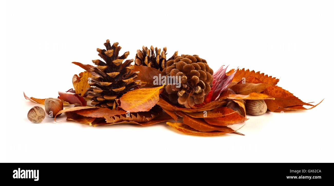 Haufen von Herbstlaub, Tannenzapfen und Nüssen auf einem weißen Hintergrund Stockfoto