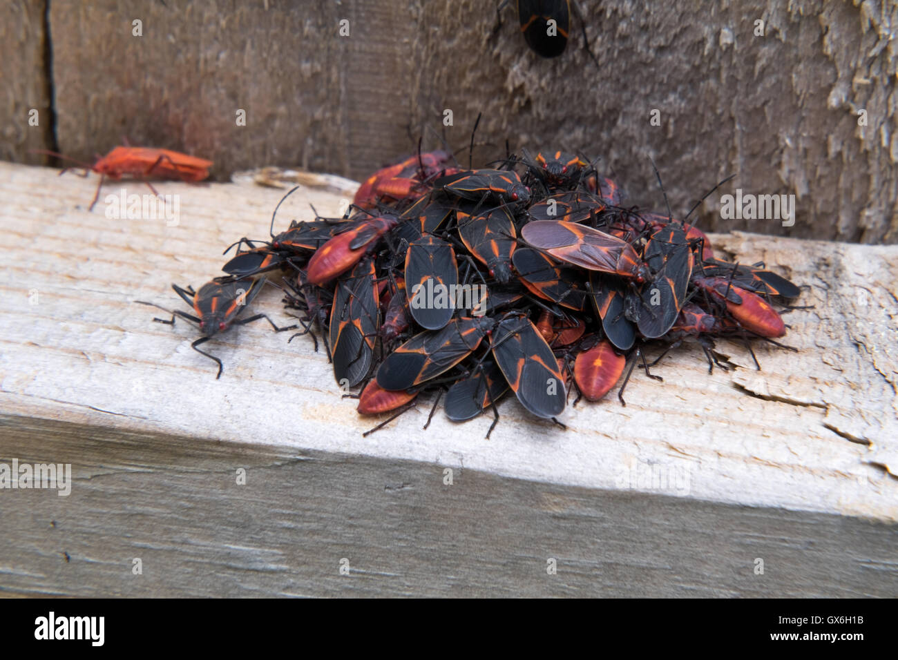 Schwarm von Box Elder bugs Schwarm auf einer Schiene Holzzaun. Stockfoto