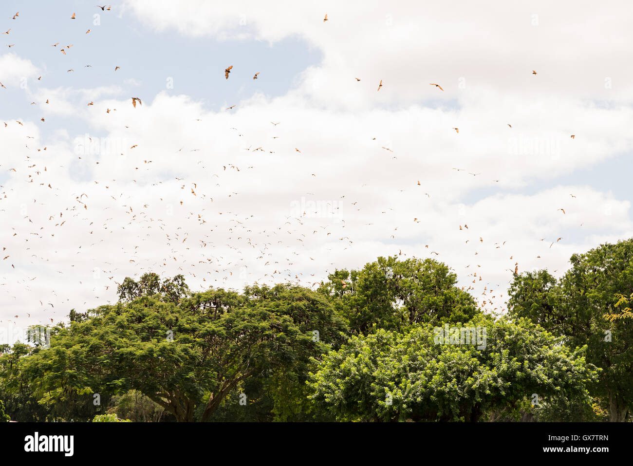 Hunderte von Pteropus scapulatus / fliegender Fuchs, fliegen in einem Schwarm über Bäumen in einem Park in Charters Towers, Australien Stockfoto