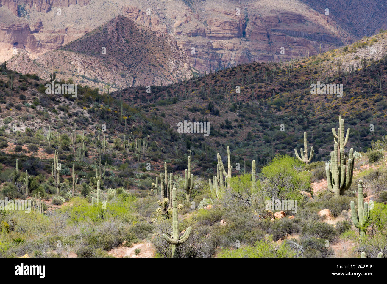 Ein Wald der Saguaro-Kaktus wächst in der Nähe von Alamo Canyon unterhalb der Mauern des Picketpost Berges. Tonto National Forest, Arizona Stockfoto