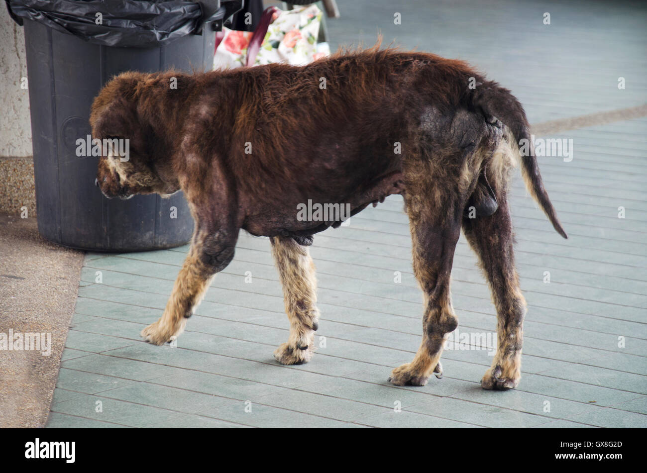 Räudiger Hund oder Hund Haut Lepra zu Fuß in der Busbahnhof in Trang,  Thailand Stockfotografie - Alamy