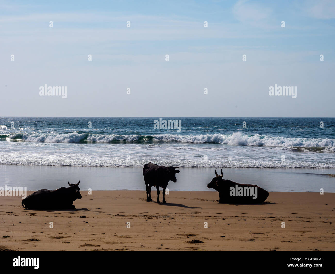 Rinder, Aufwärmen in der Sonne am Strand auf der Wild Coast of South Africa Stockfoto