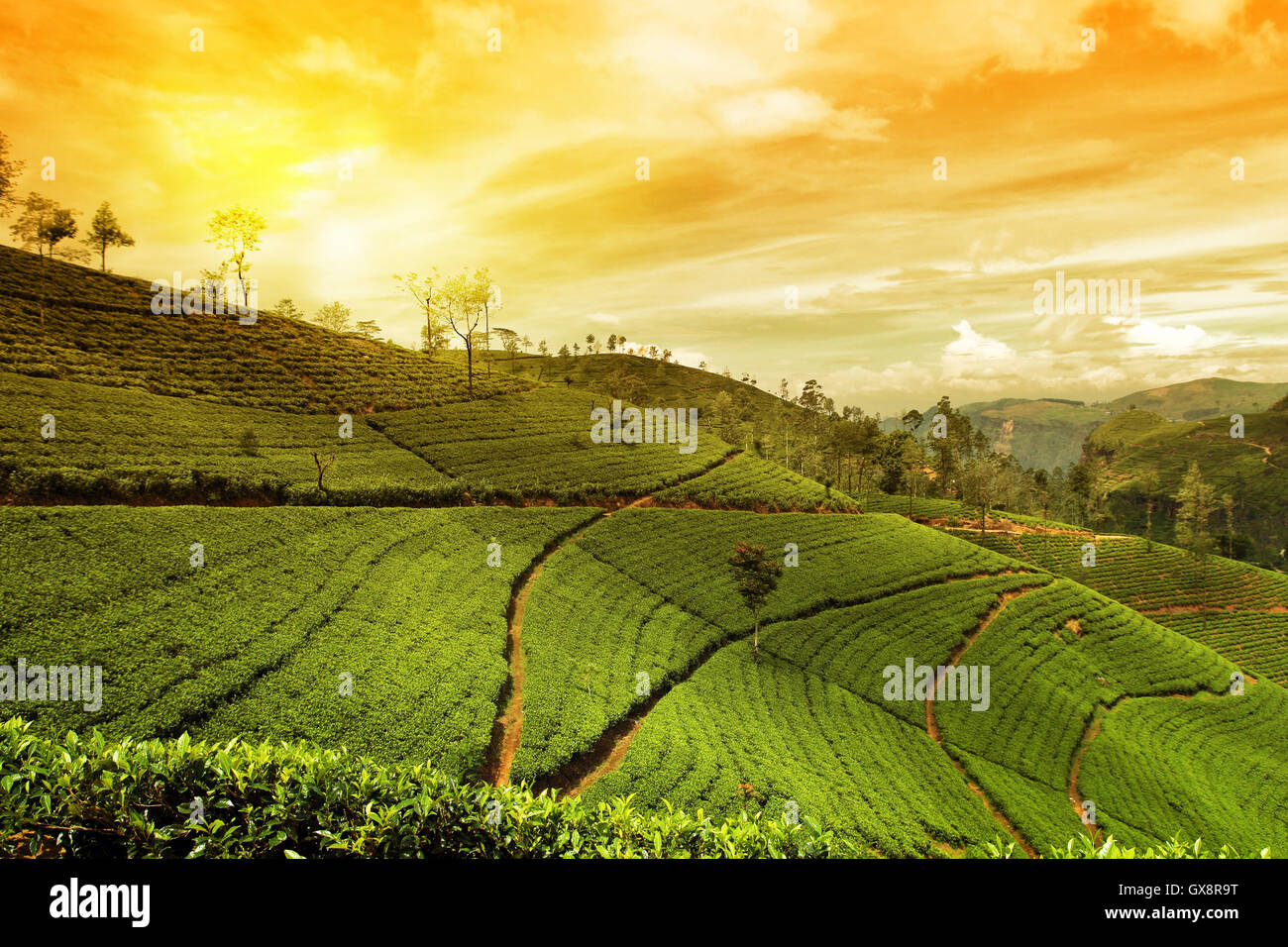 Tee-Plantage Landschaft Stockfoto