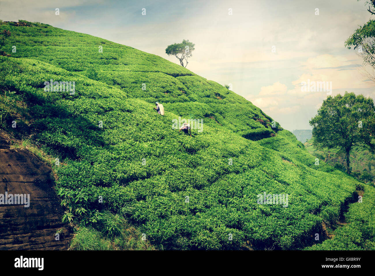 Tee-Plantage-Hügel Stockfoto