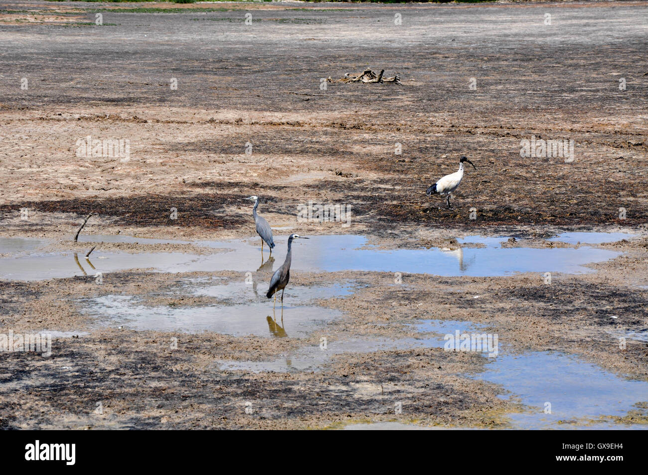 Feuchtgebiet Seegrund während einer Dürre mit zwei White-faced Graureiher und ein Ibis im Market Garden Sumpf in Western Australia. Stockfoto