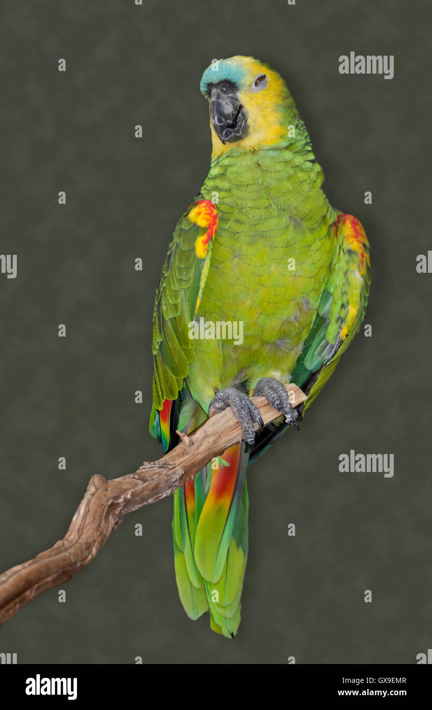 Blaue Fronted Amazon (Amazona Aestiva) Stockfoto