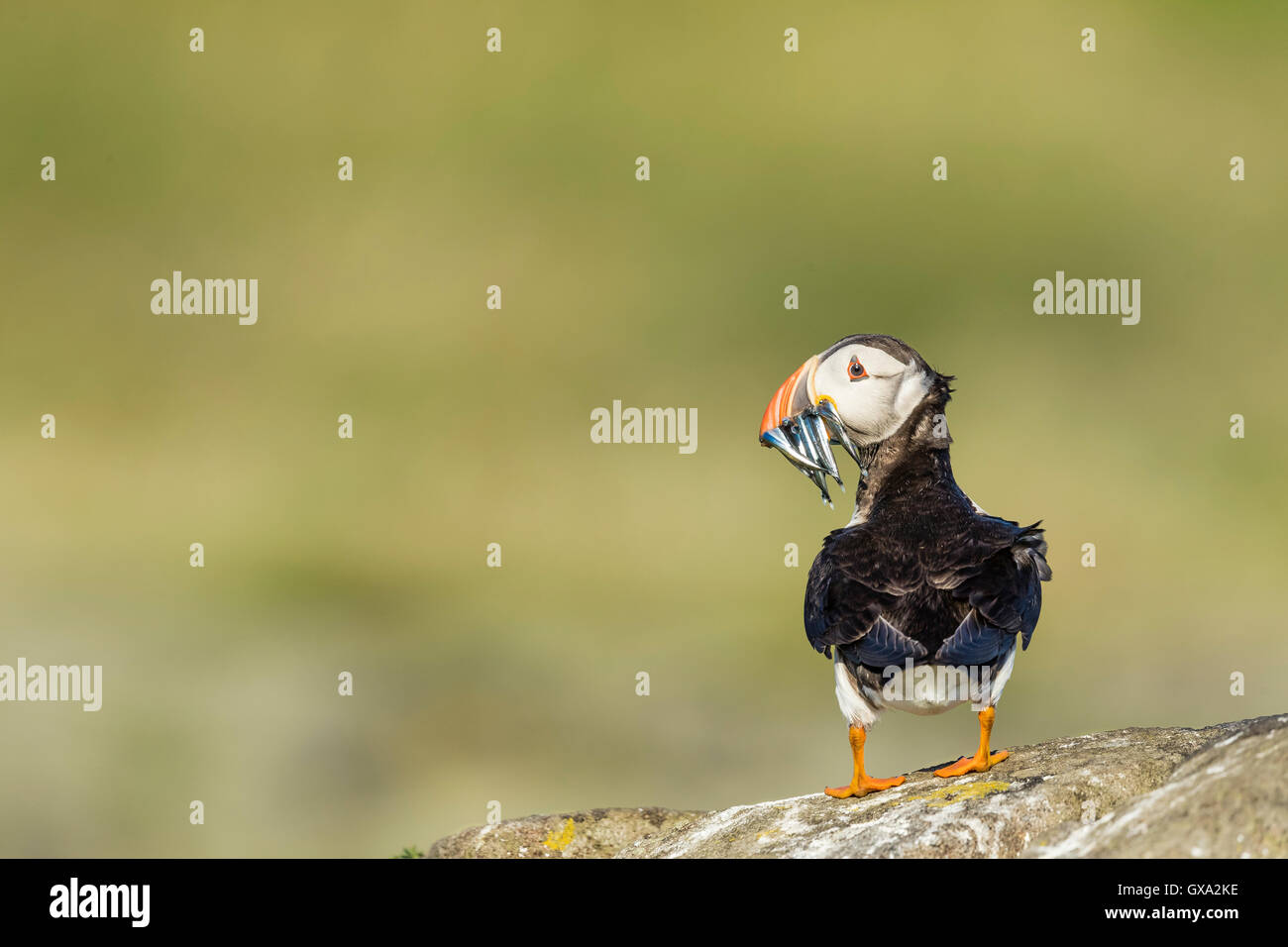 Papageitaucher (Fratercula Arctica) mit Sandaale; Isle of kann Schottland, Vereinigtes Königreich Stockfoto