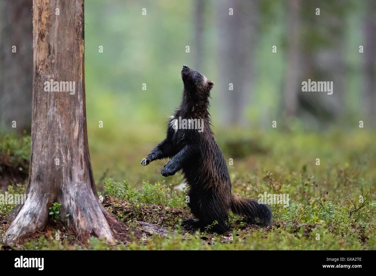 Vielfraß (Gulo Gulo) nach oben auf einem Baum im Wald; Viiksimo Finnland Stockfoto