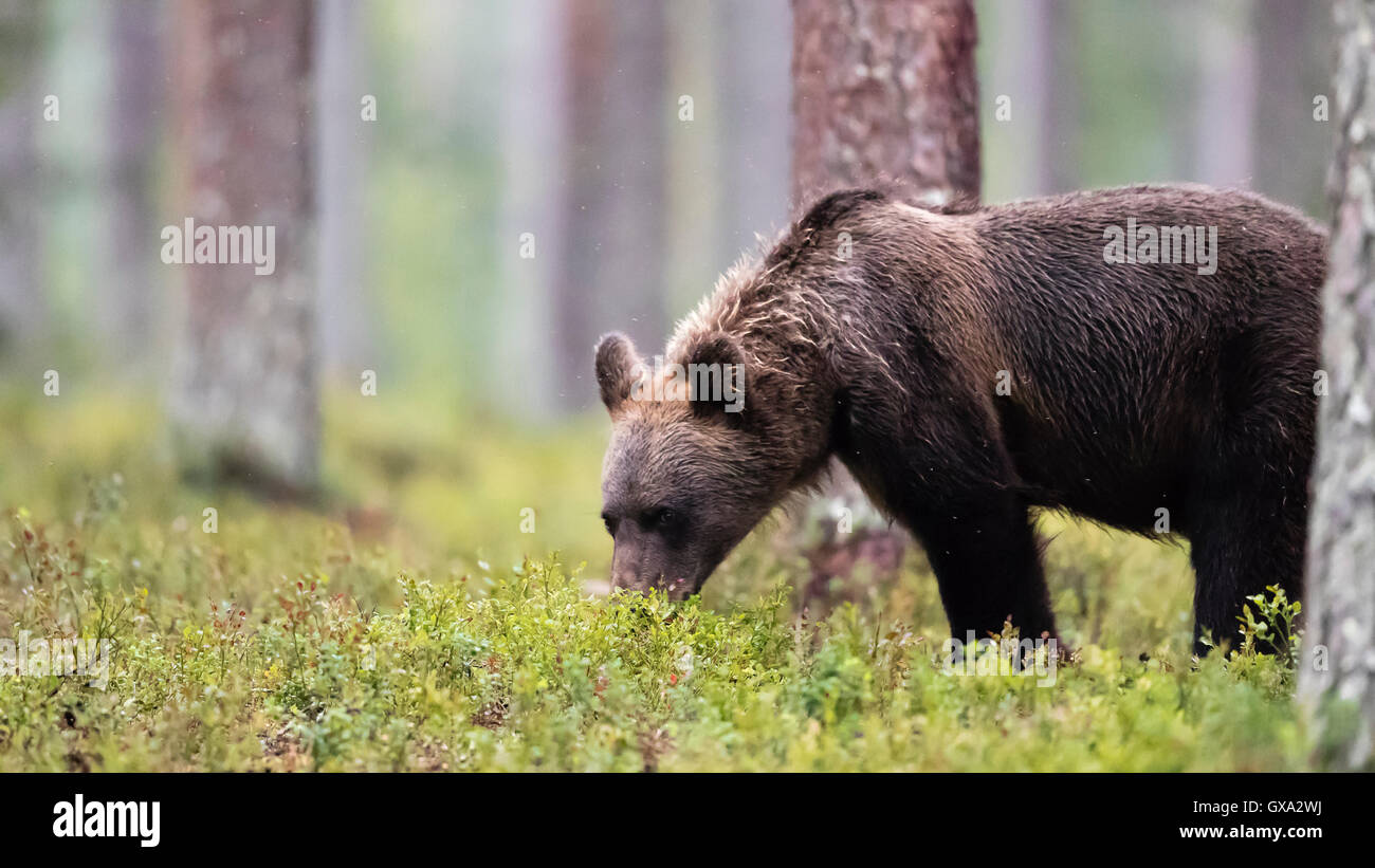 Braunbär (Ursus Arctos) zu Fuß durch den Wald; Viiksimo Finnland Stockfoto