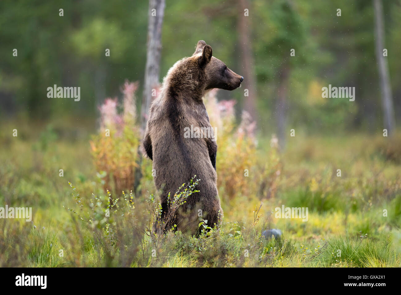 Braunbär (Ursus Arctos) steht und starrt auf einer Lichtung im Wald; Viiksimo Finnland Stockfoto