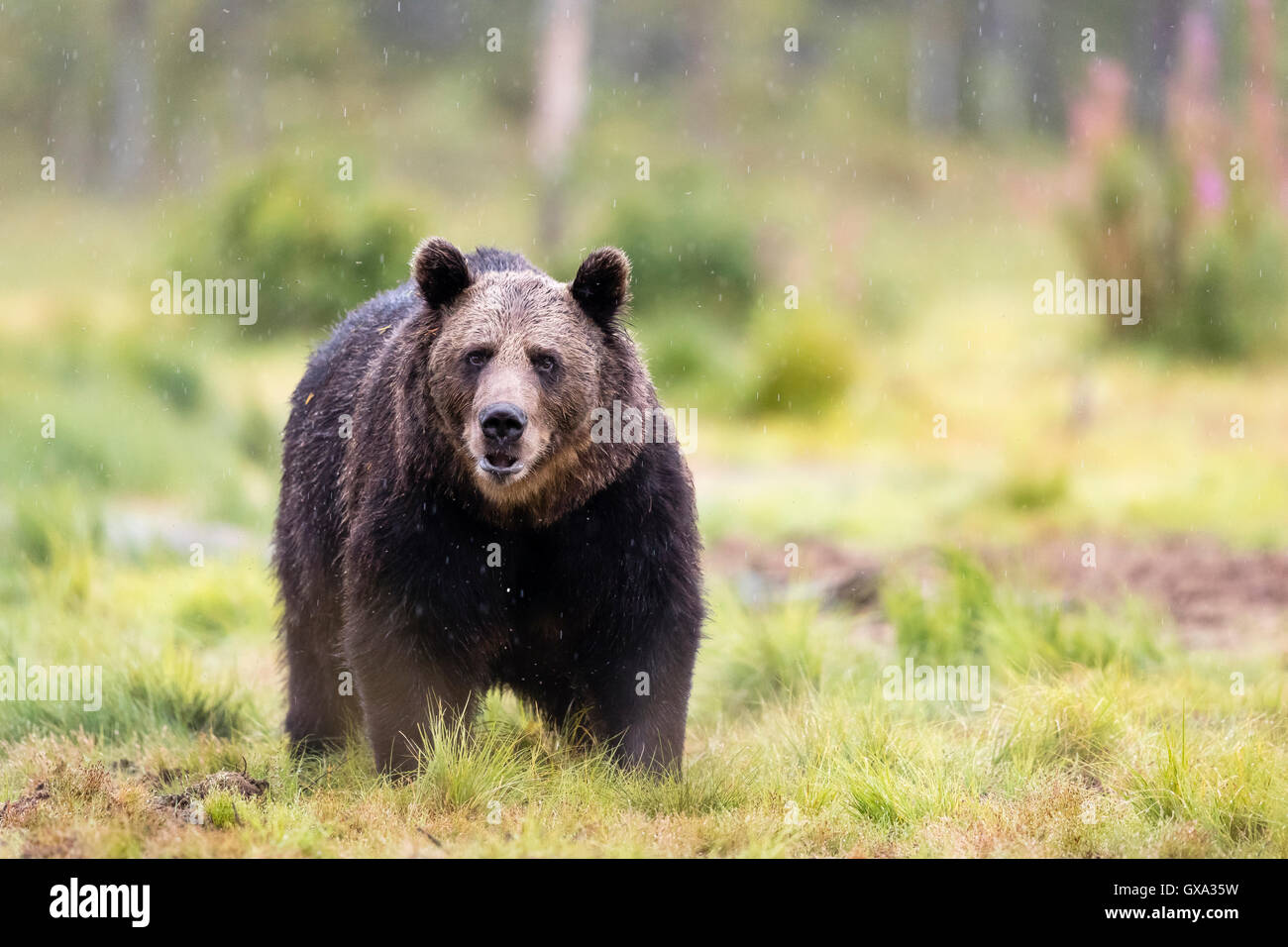 Braunbär (Ursus Arctos) starrt Suspicously in einem Wald; Viiksimo Finnland Stockfoto