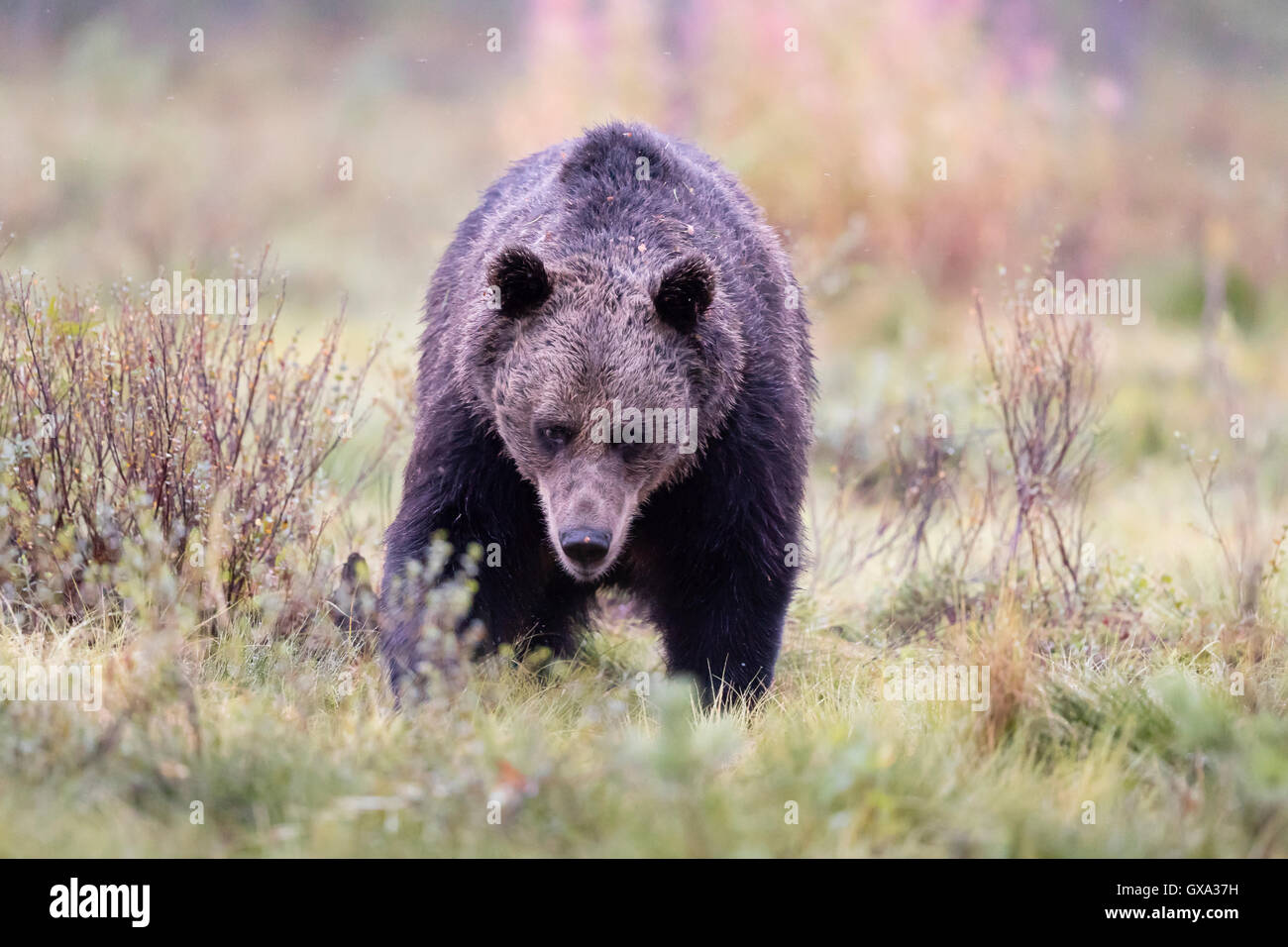 Braunbär (Ursus Arctos) starrt Suspicously in einem Wald; Viiksimo Finnland Stockfoto