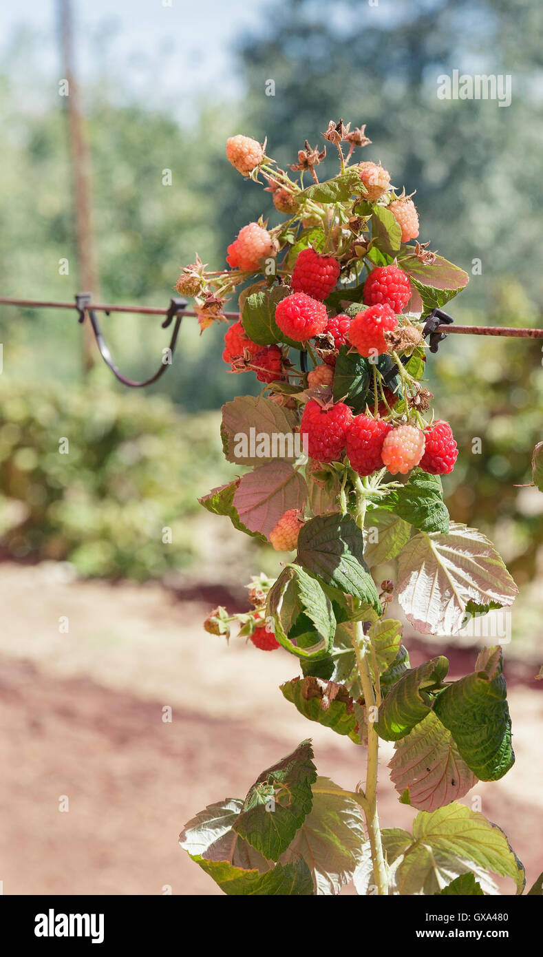 Roter himbeerbusch Stockfotos und bilder Kaufen Alamy