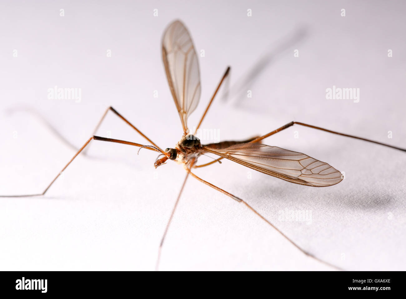 Daddy-Long-Legs wissen auch als Kran Fliege abgebildet in einem UK home Stockfoto