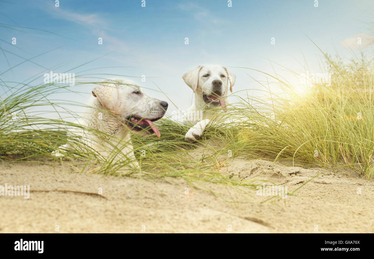 zwei nette kleine Labrdor Hundewelpen auf Dünen am Strand Stockfoto
