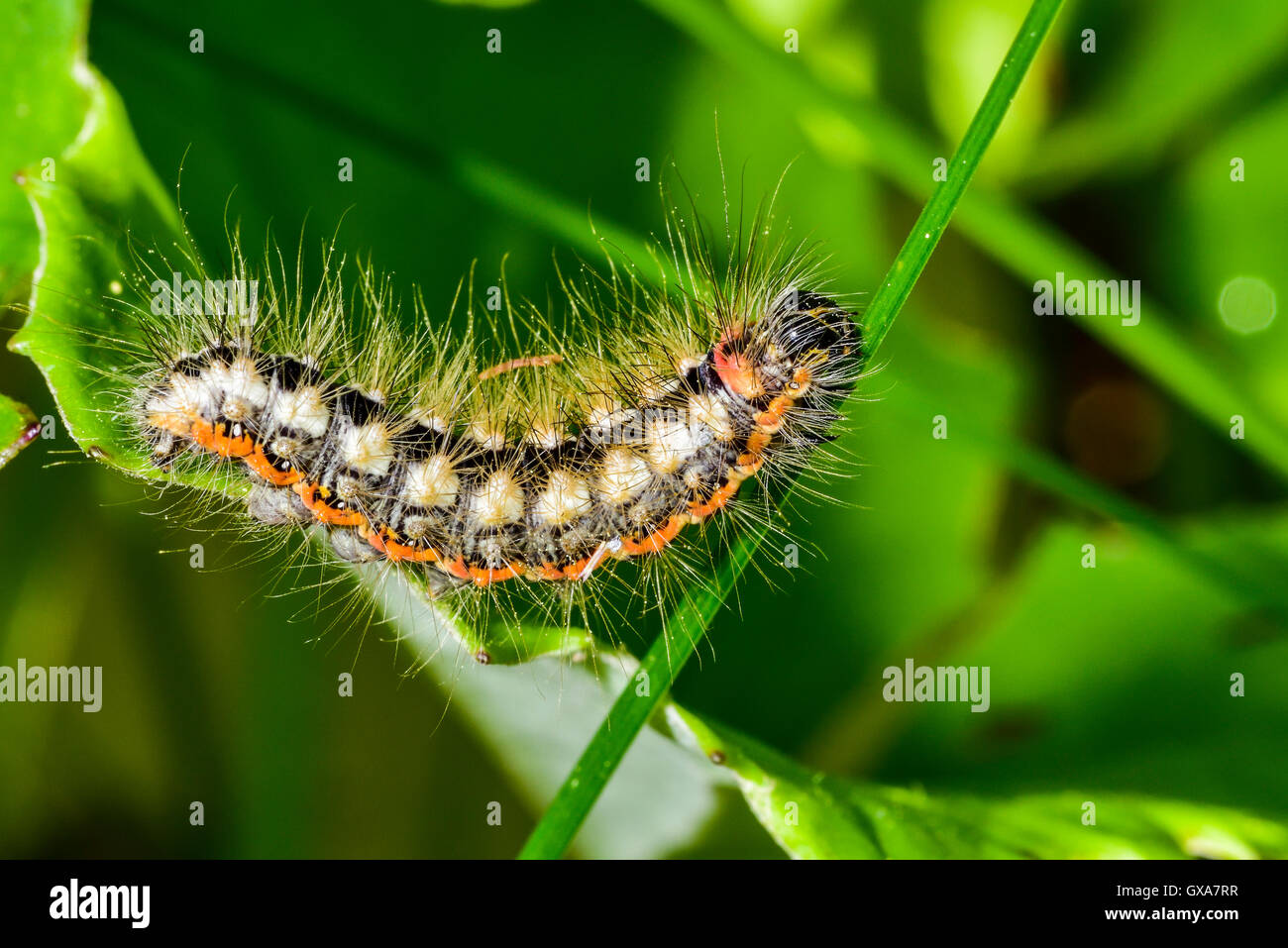 Schmetterling-Raupe Stockfoto