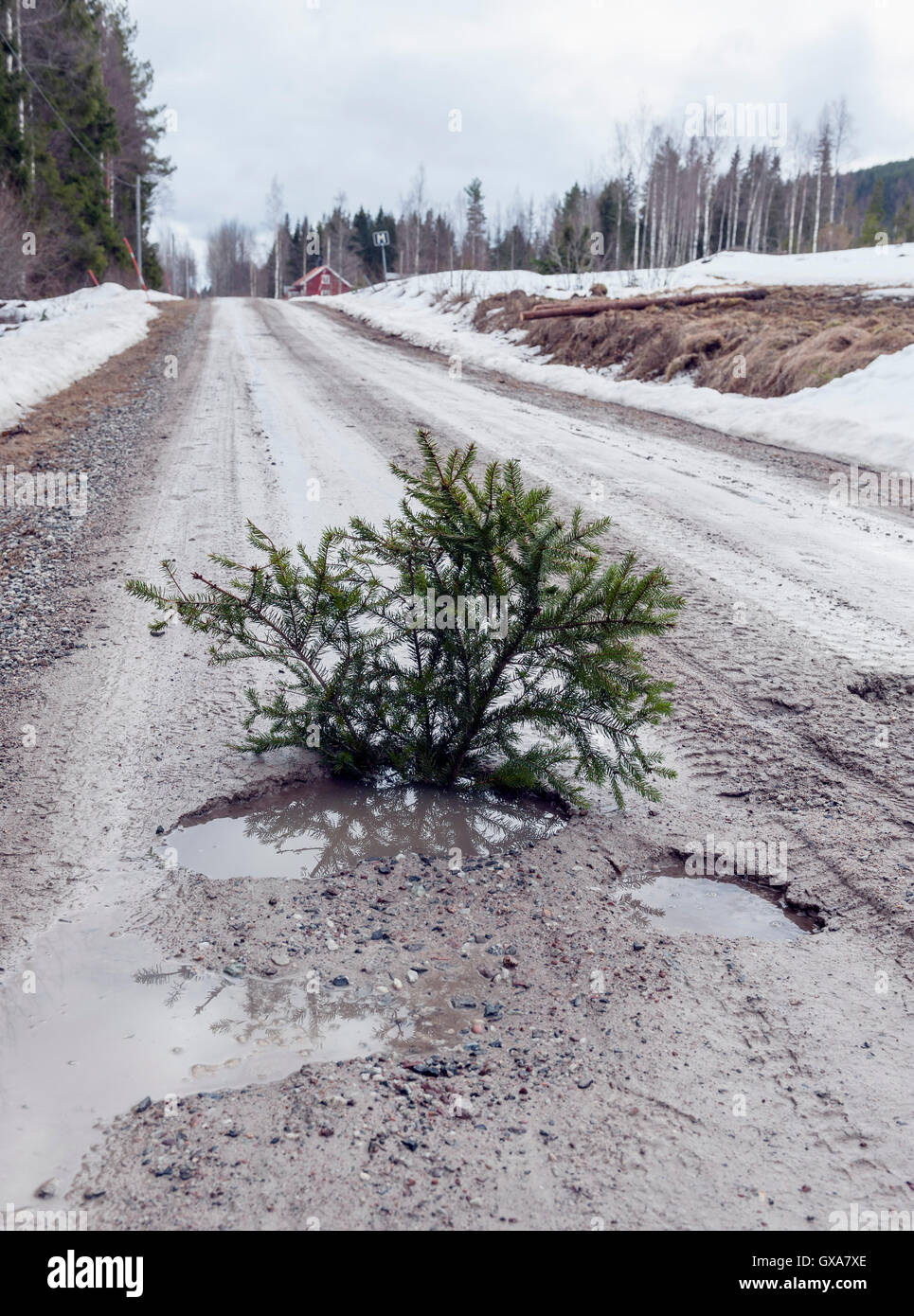 Aufbrechen der Frost auf Schotterweg, Schweden Stockfoto