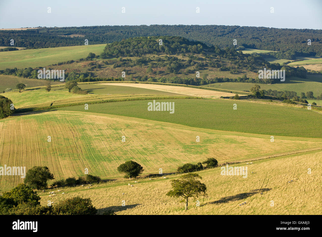 Rollende und welligen Hügel der South Downs in West Sussex. Späten Nachmittag Sonne Gießen Schatten immer mehr Kontrast. Stockfoto