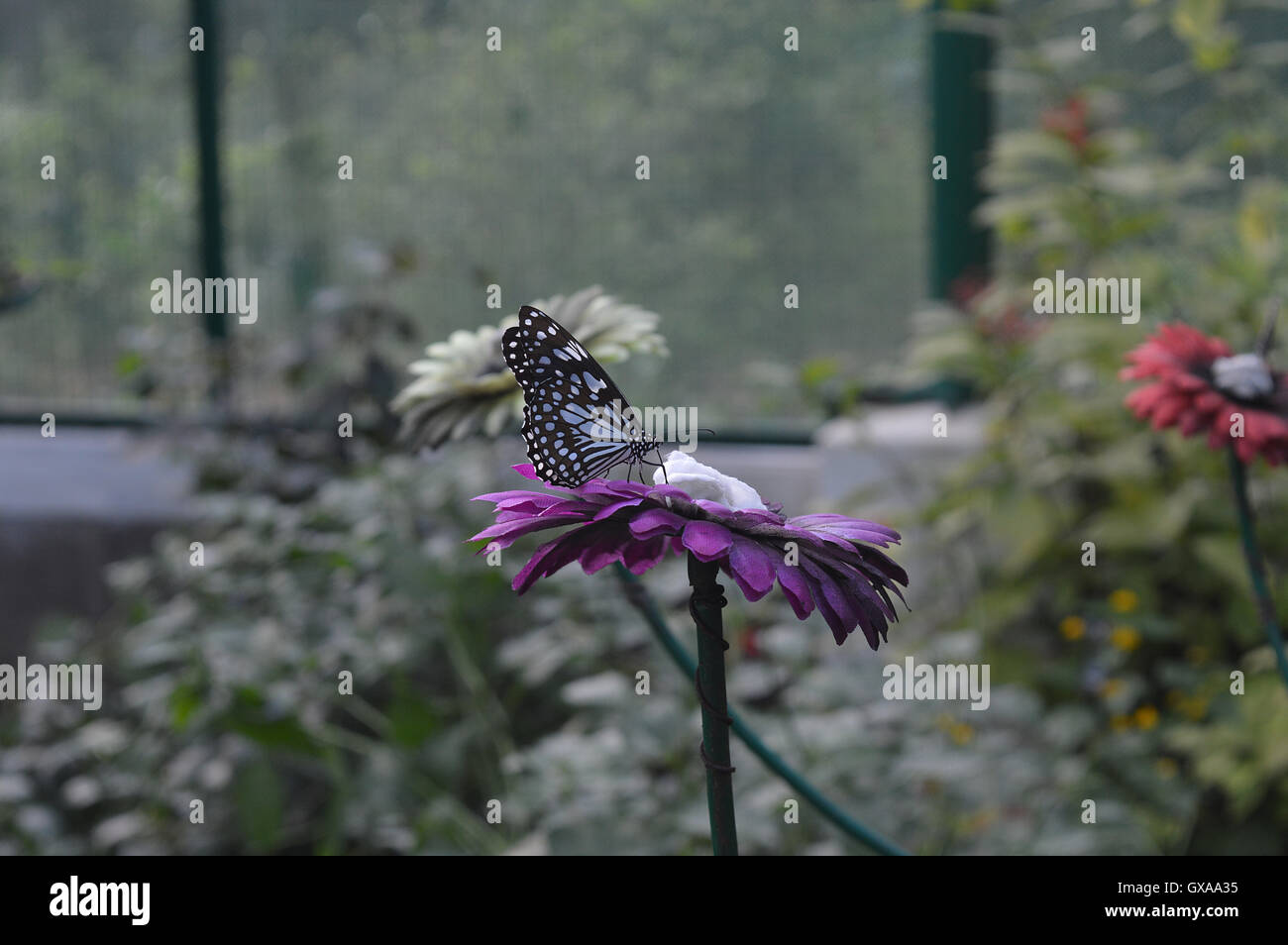 Blaue Tiger Schmetterling auf einer künstlichen violette Blume Stockfoto