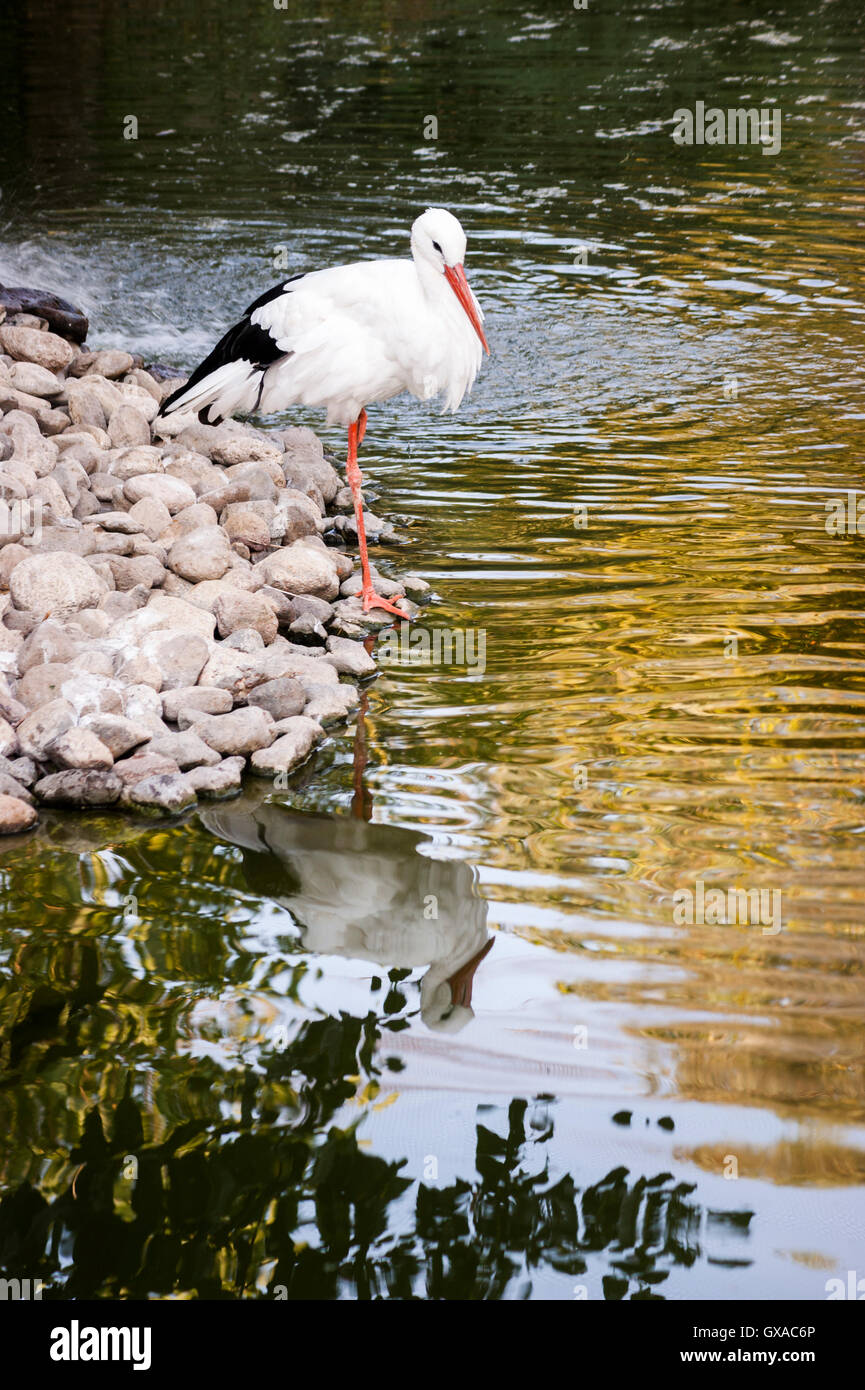Storch am Weiher mit einer Reflexion aus dem Wasser. Stockfoto