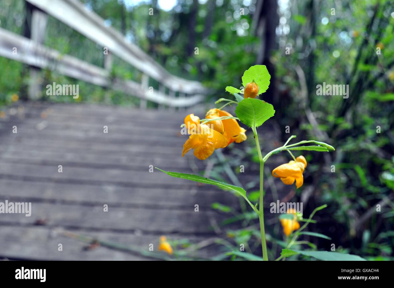 Gelbe Blume an der Seite eine Brücke Stockfoto
