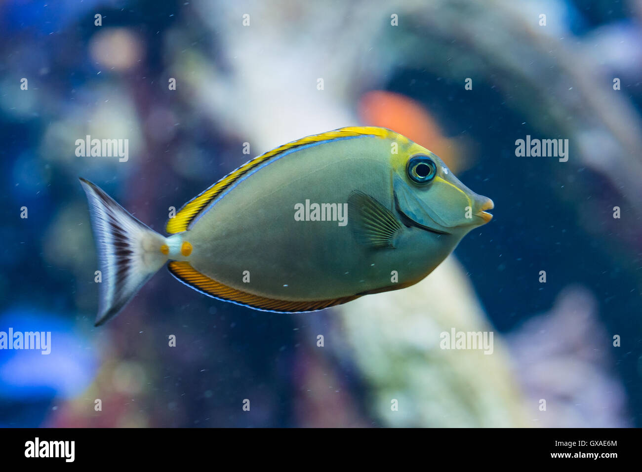 Naso Elegans - elegante Unicornfish - Meeresfisch Stockfoto