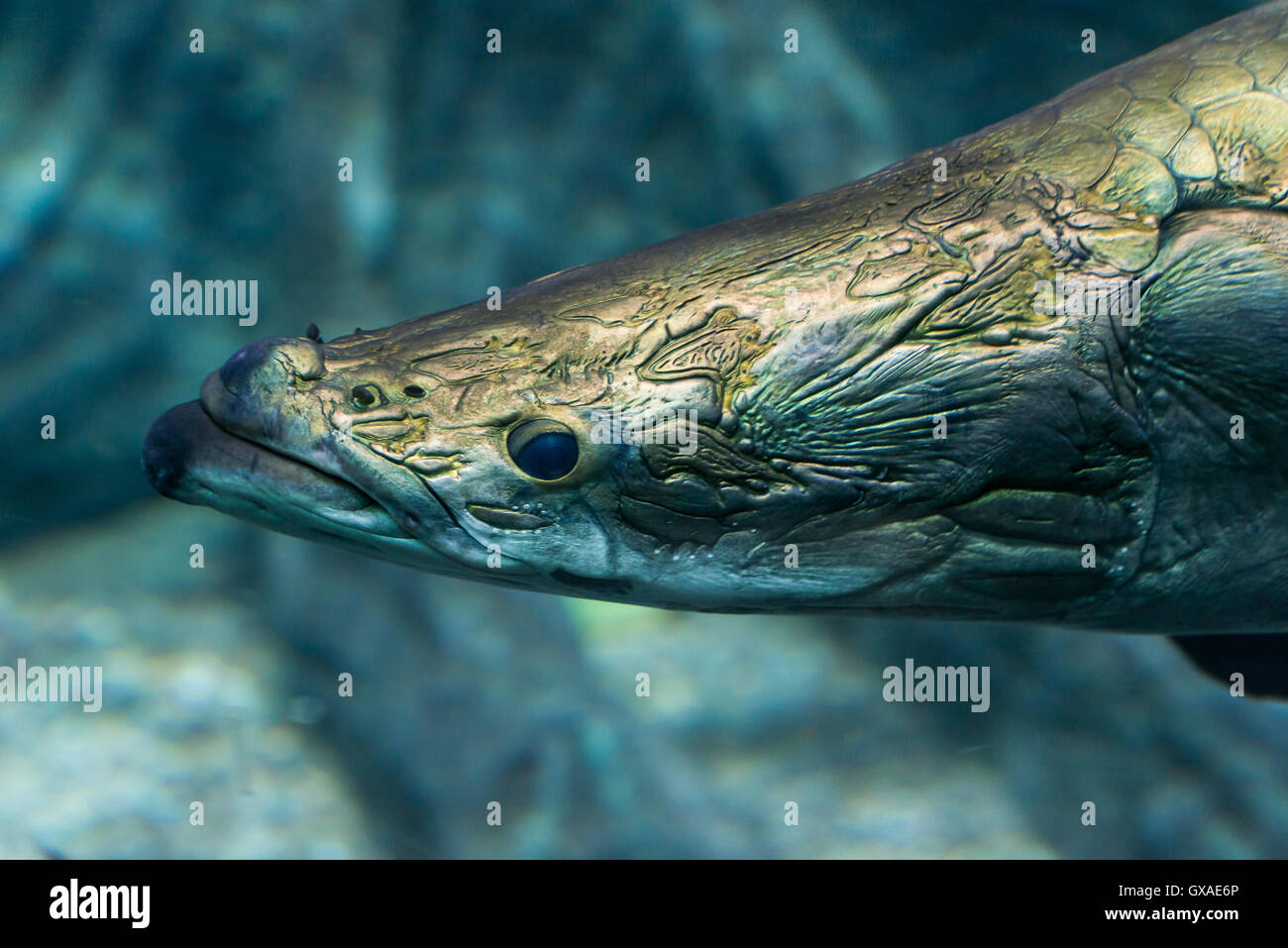 Süßwasserfische - Arapaima gigas Stockfoto