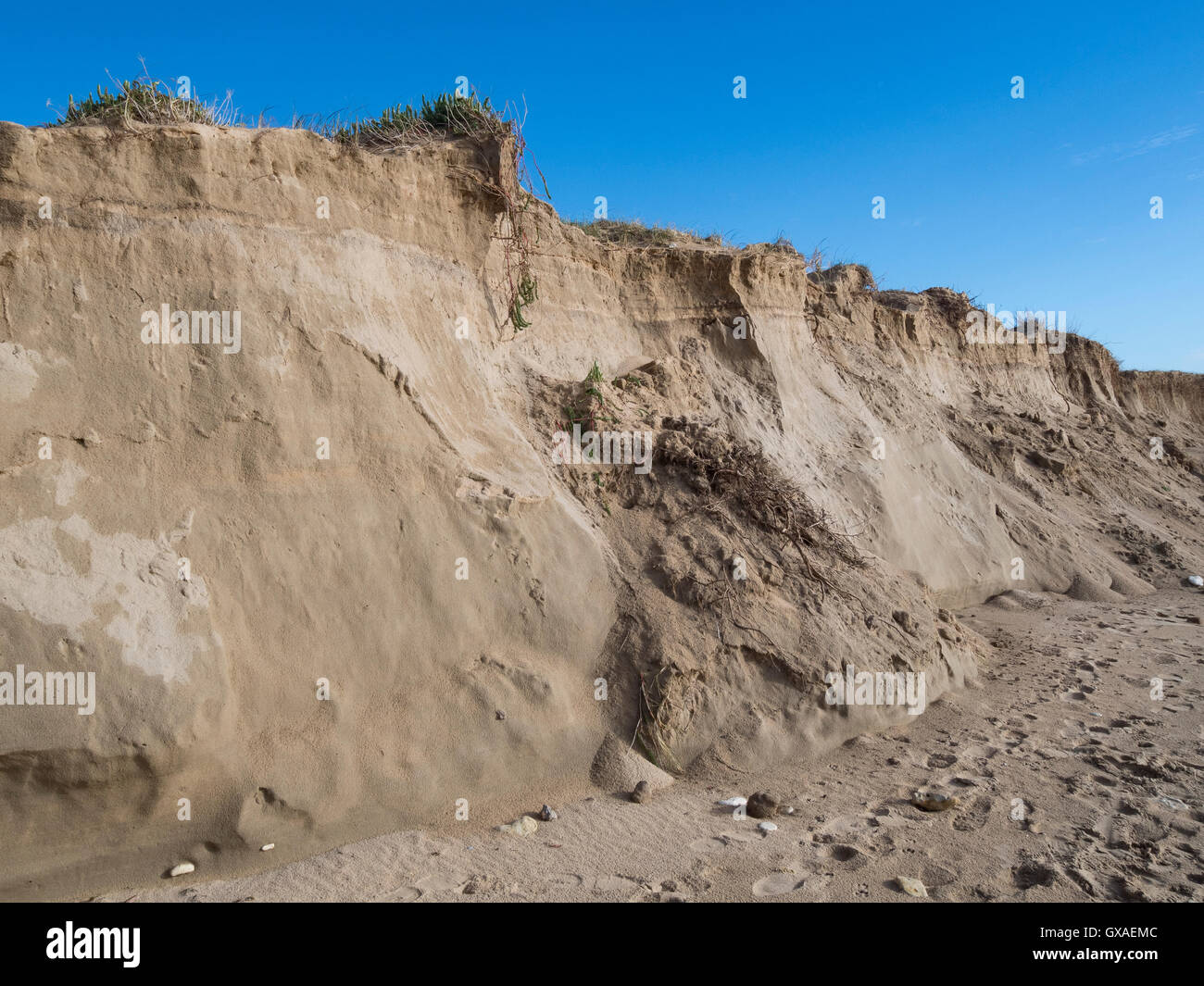 Zerstörung der Küste Sanddüne unter dem Einfluss der Stürme. Stockfoto