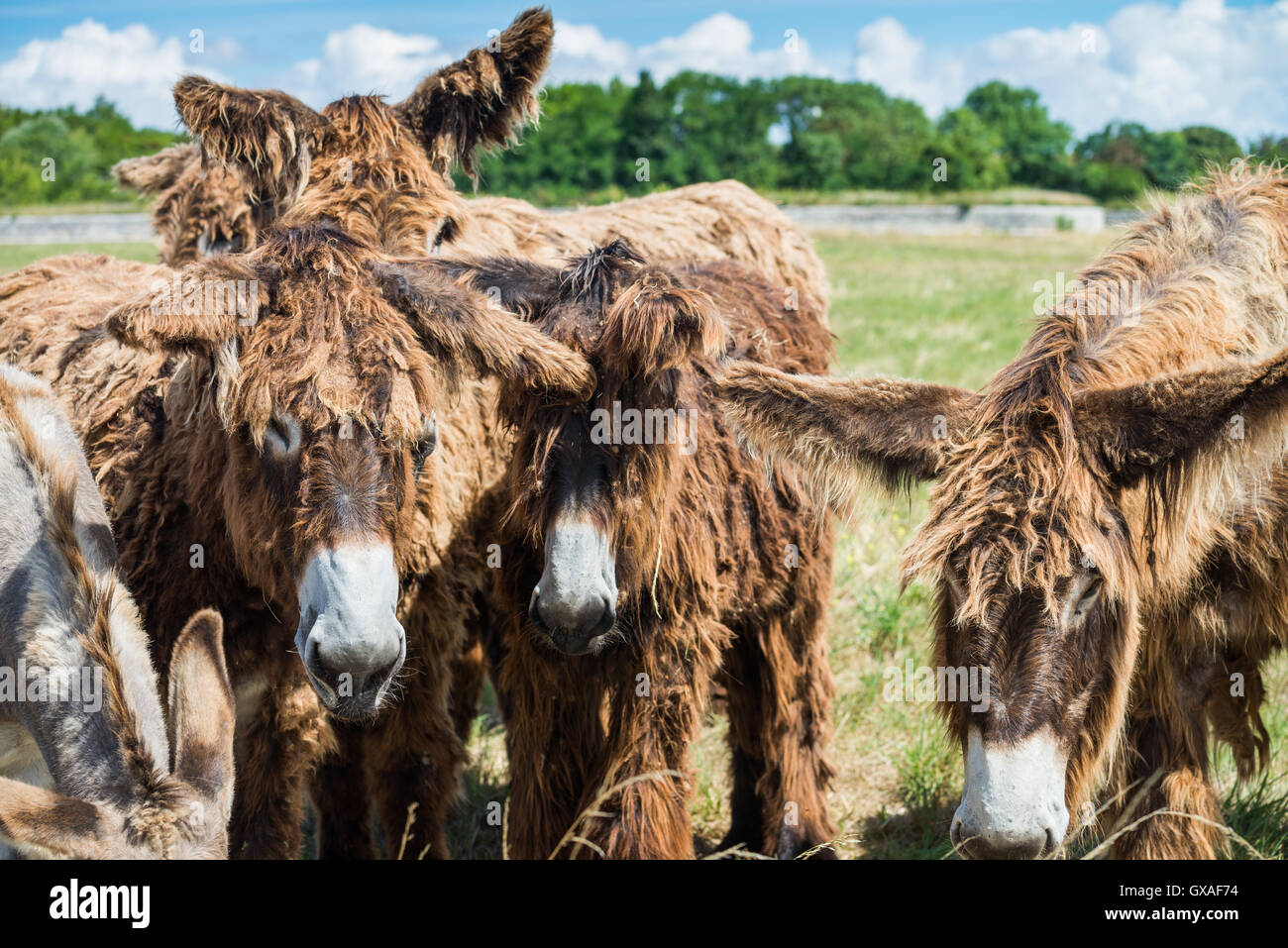 Poitou-Esel (Poitevin Esel), Ile de Ré, Frankreich, EU, Europa Stockfoto