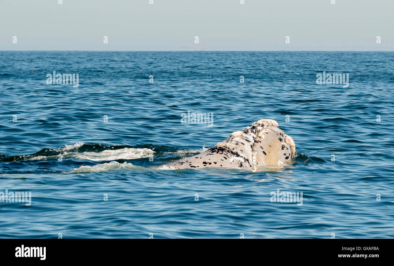 Weißes, südliches Rechtes Walkalb, Hermanus, Südafrika. Stockfoto