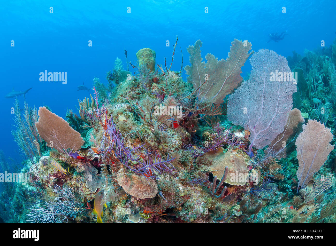KorallenRiffFormationen in den Gärten der Queens Marine Reserve, Kuba