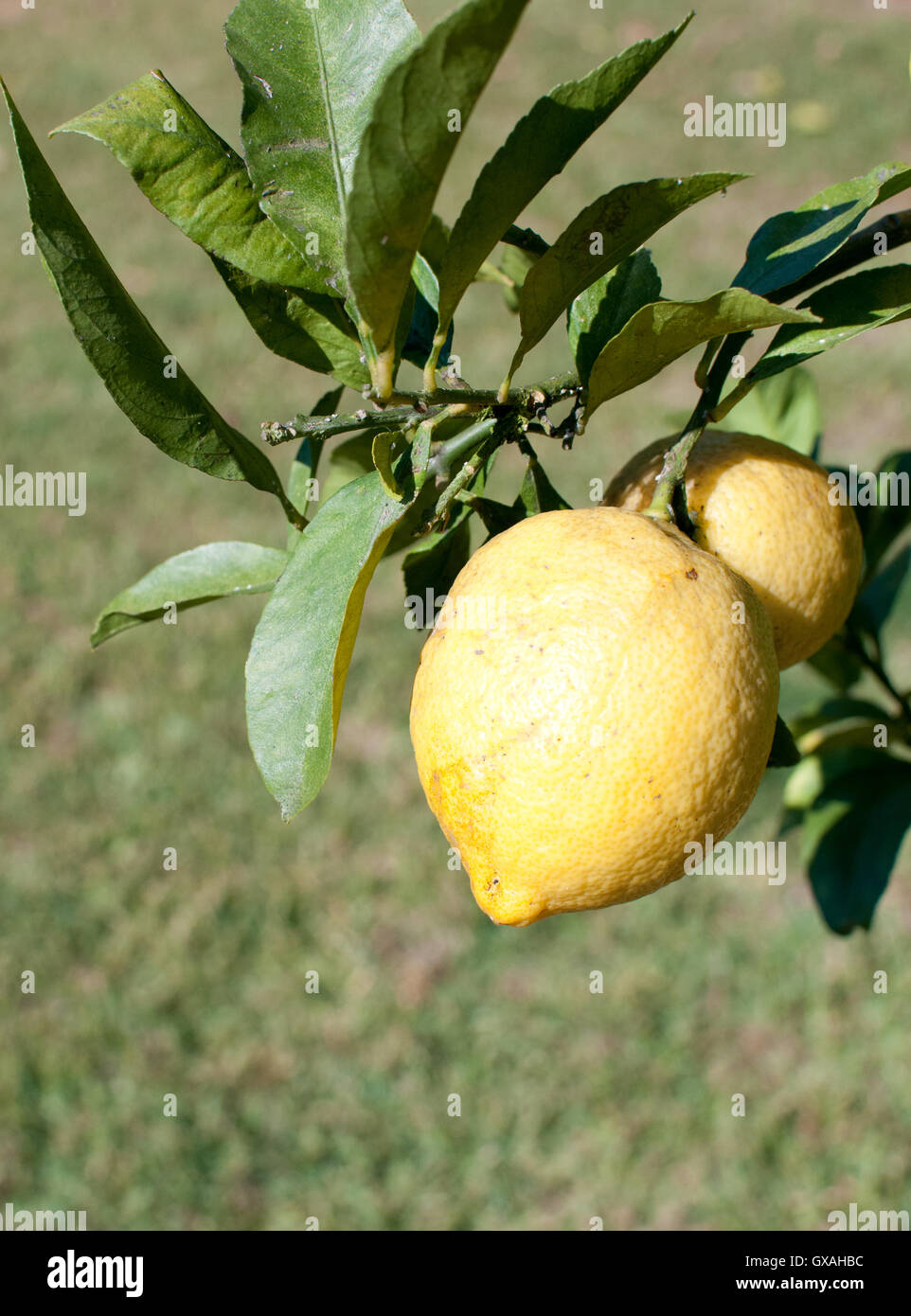 Zitronen auf einem Baum Stockfoto