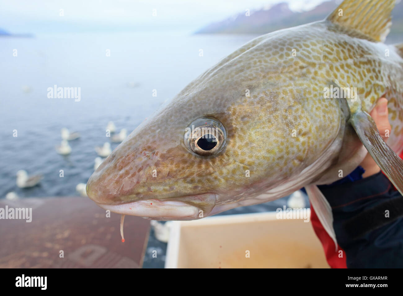 Atlantischer Kabeljau (Gadus Morrhua) Stockfoto