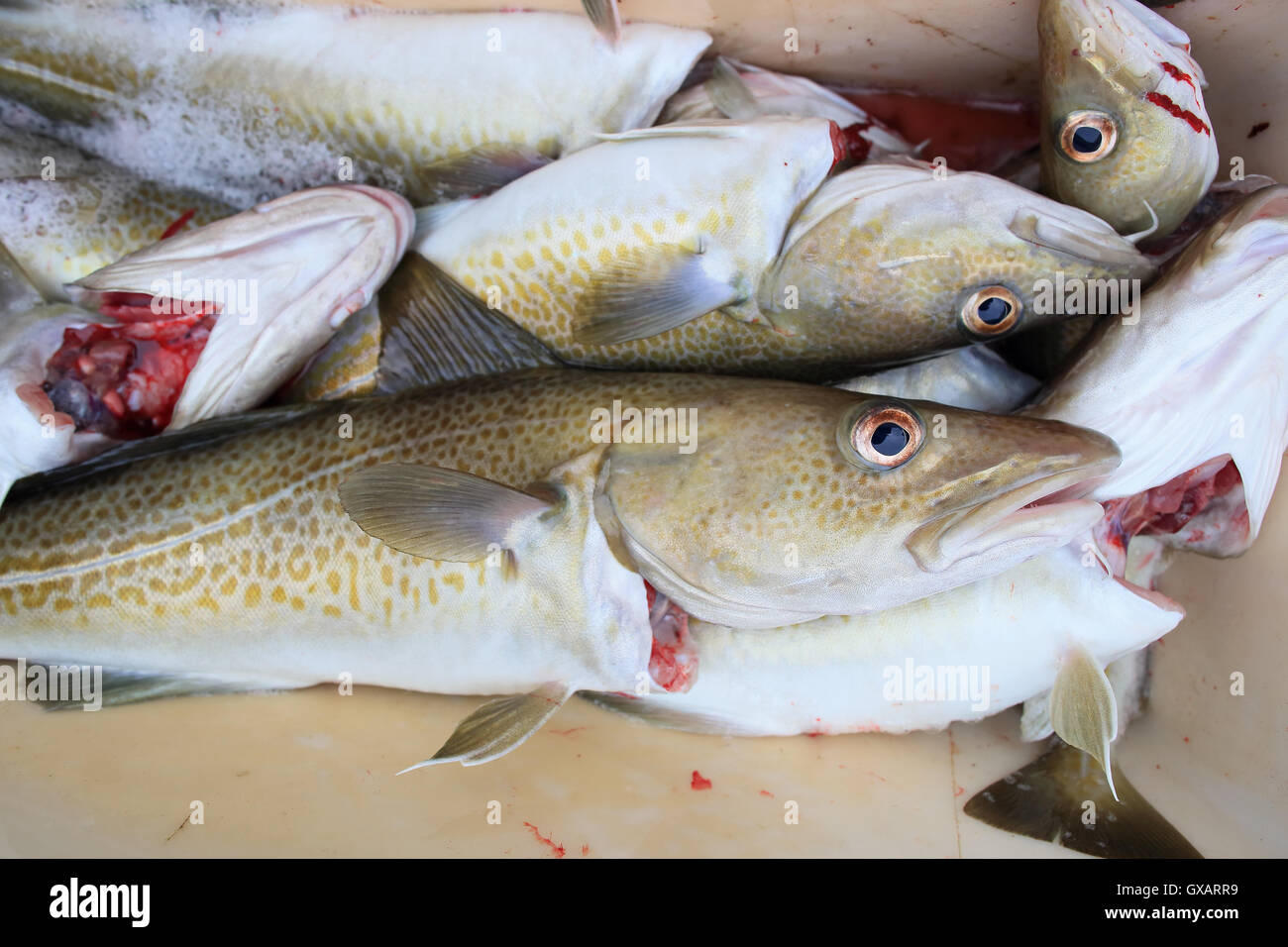 Atlantischer Kabeljau (Gadus Morrhua) Stockfoto