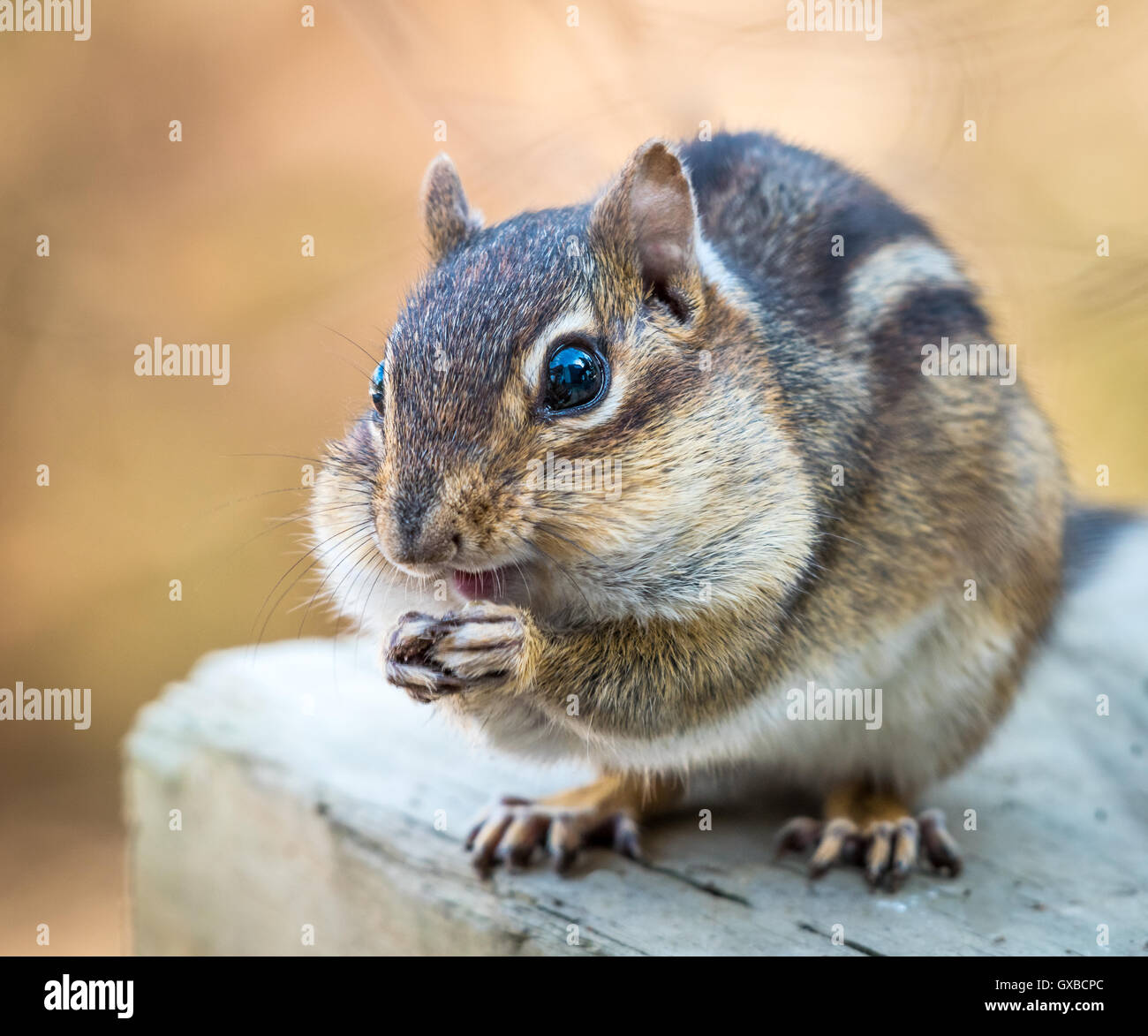 Tierfotografie Stockfoto