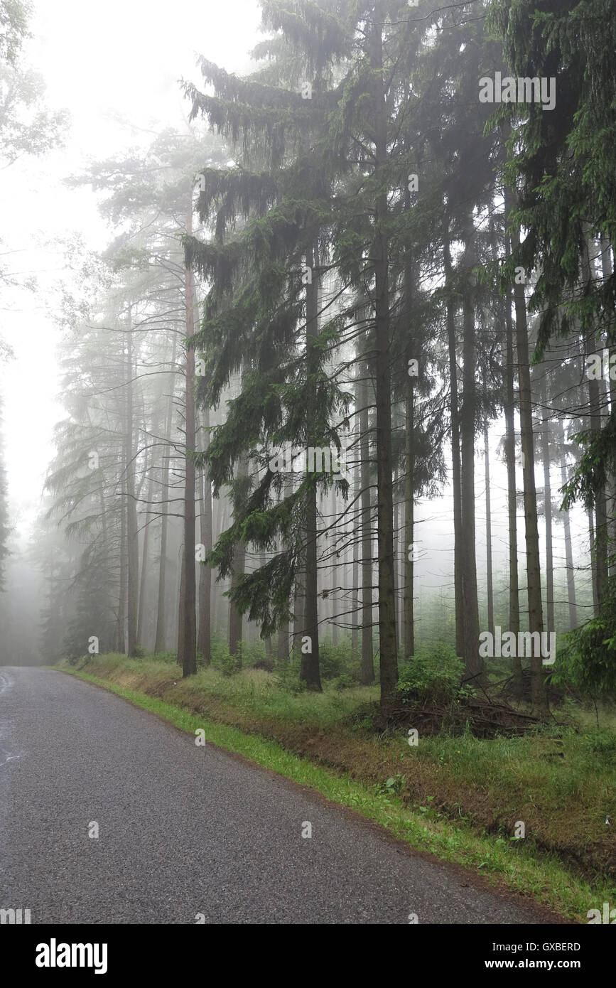 Leere Straße in den nebligen Fichtenwald Stockfoto