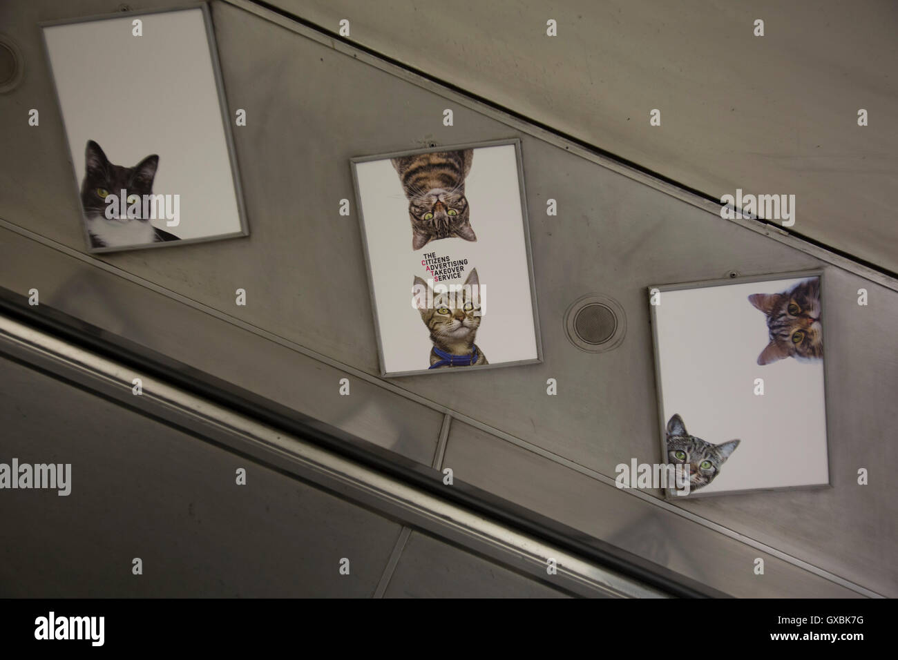 Katzen, die nicht anzeigen-Kampagne zur u-Bahnstation Clapham Common die erste Kampagne organisiert von Blick, eine offene und freiwillige Kollektiv für kreative Menschen, Bürger Werbung Übernahme Service Katzen am 13. September 2016 in London, Vereinigtes Königreich ist. Eine erfolgreiche Kickstarter-Kampagne lief, um Dutzende von Anzeigen an u-Bahnstation Clapham Common, mit Bildern von Katzen zu ersetzen. Die Idee war, helfen Menschen denken ein wenig anders über die Welt um sie herum, und lassen Sie sich inspirieren, Dinge zum besseren zu verändern. Stockfoto