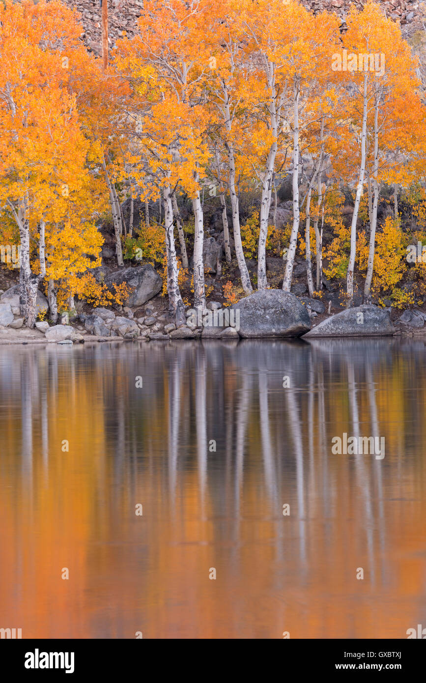 Goldene Farbe fallen Laub und Reflexionen auf Aufnahme 2-See in der östlichen Sierra, Nr Bischof, Kalifornien, USA. Stockfoto