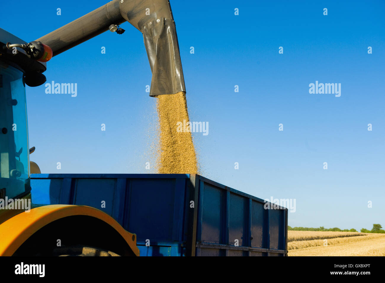 Kombinieren Sie gießen geernteten Weizen Harvester in Trailer im Weizenfeld Stockfoto