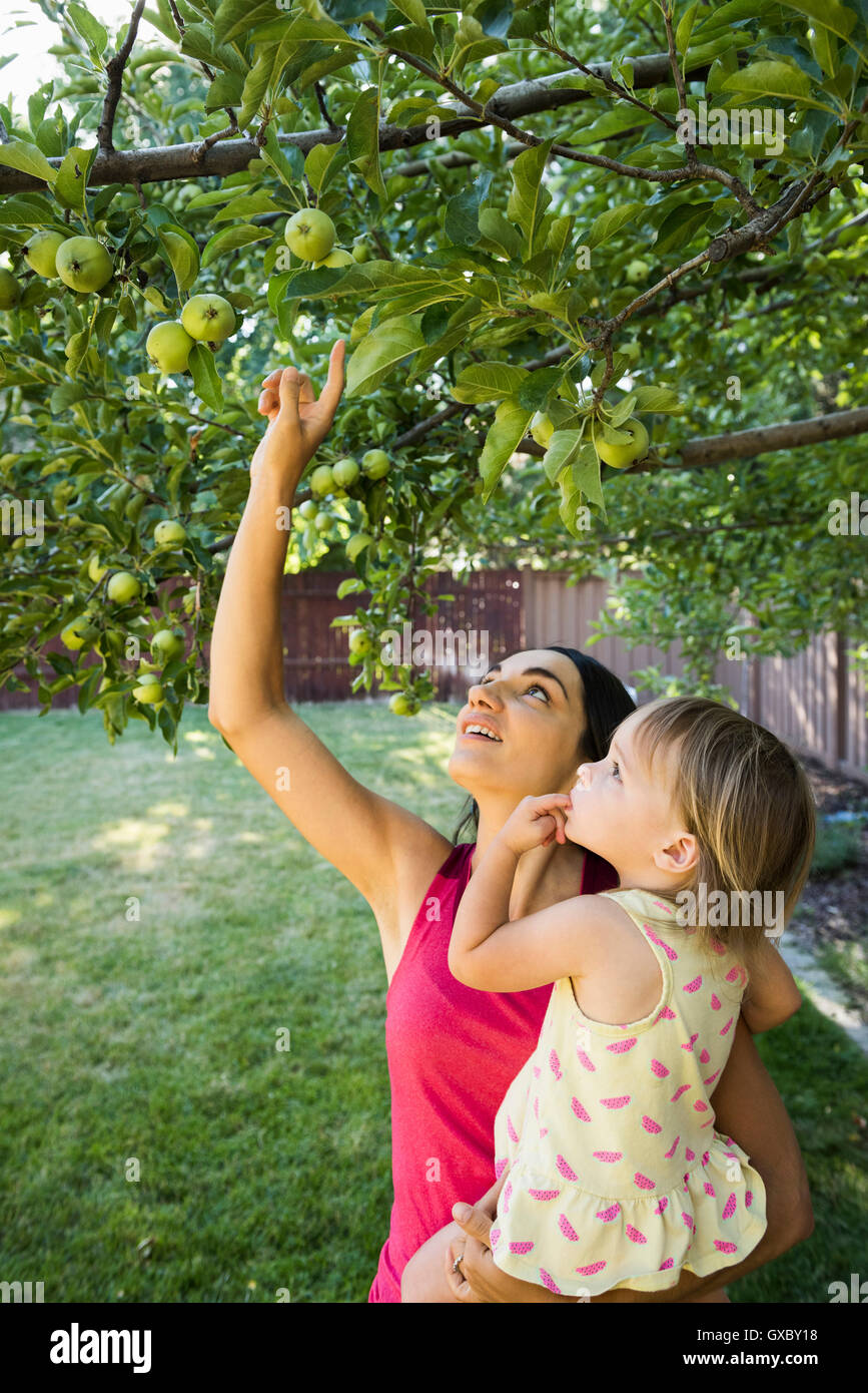 Mutter und Tochter im Garten, Blick auf Äpfel am Baum Stockfoto